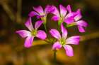 USA-Louisiana-Acadiana Park Nature Station Close-up of pink wildflowers Art Print